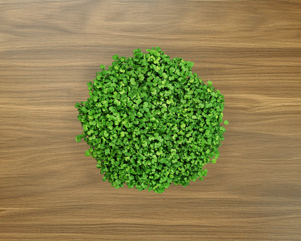 Salad Mix Grow Kit