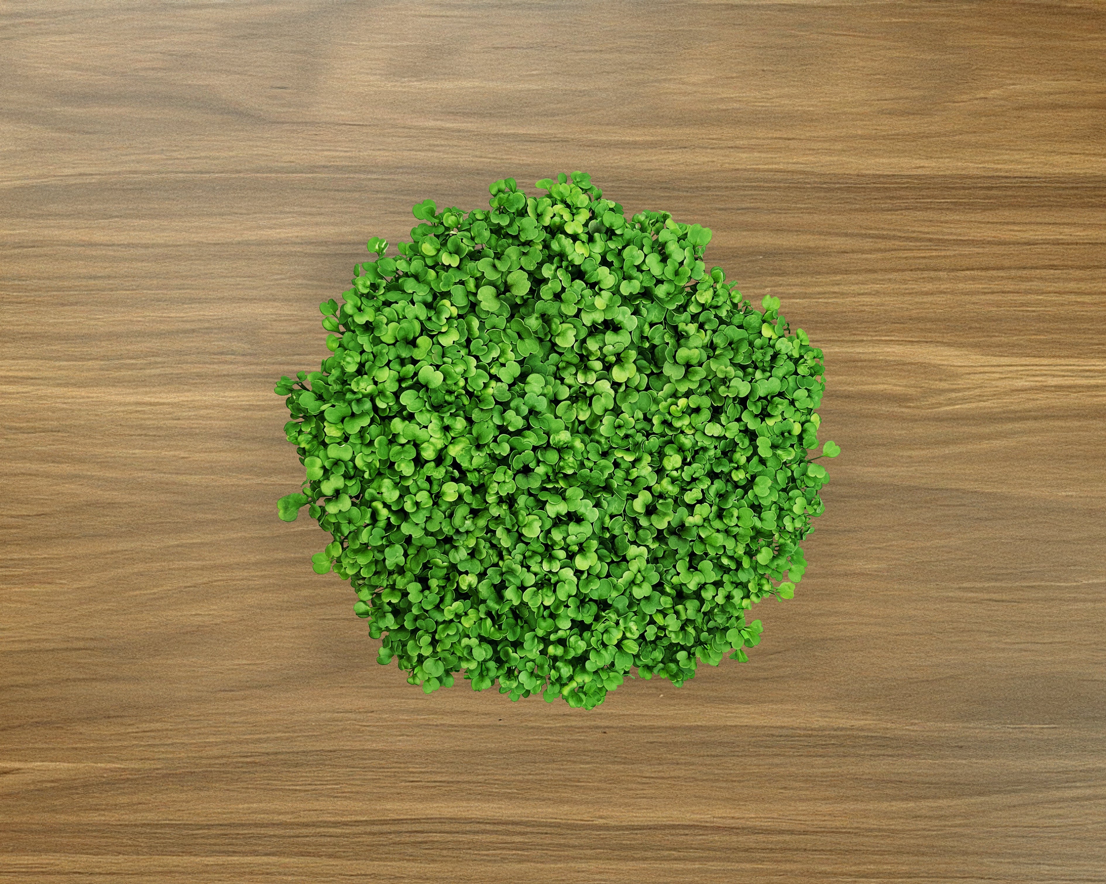 Salad Mix Grow Kit