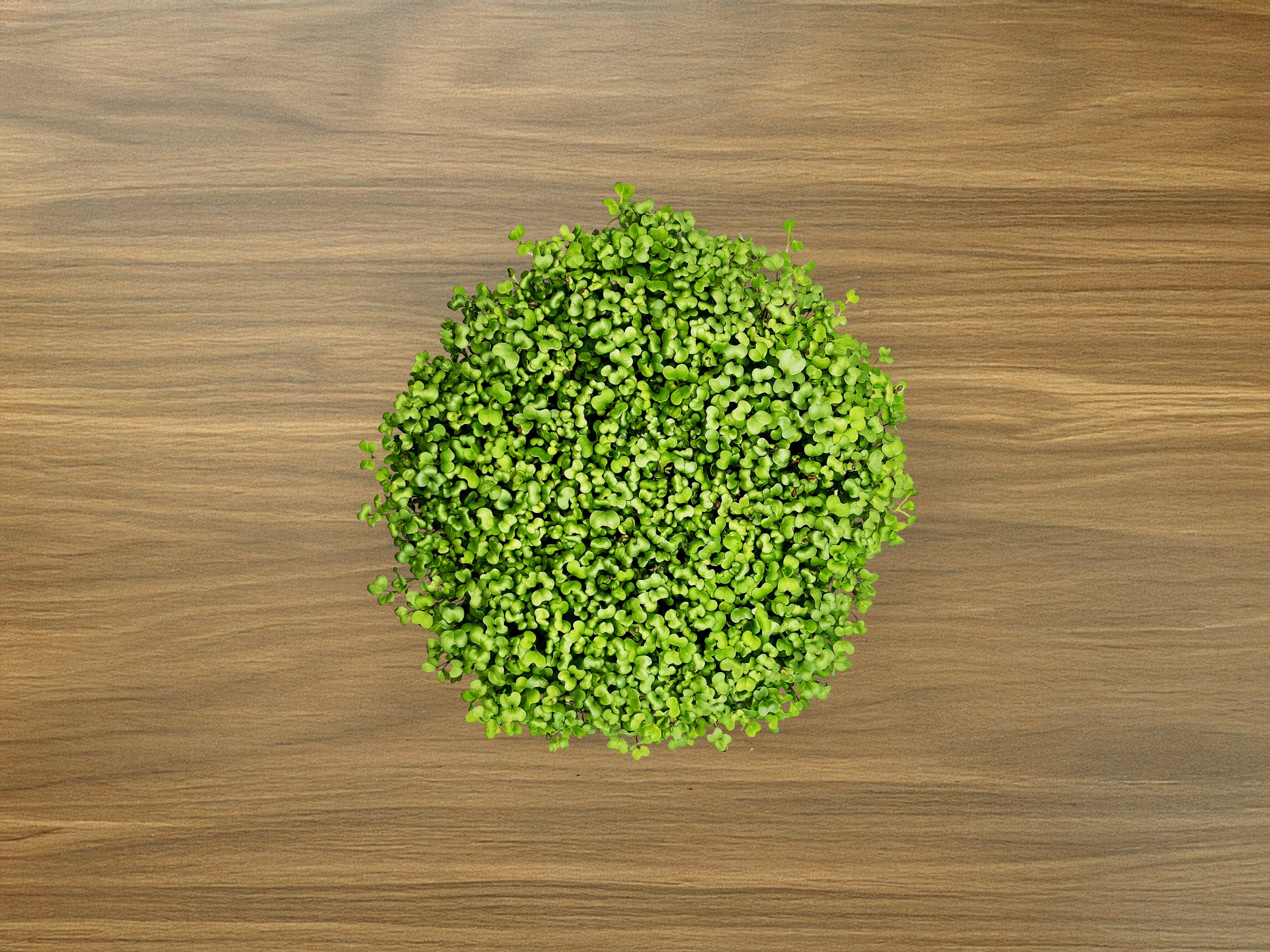 Microgreen Grow Kit