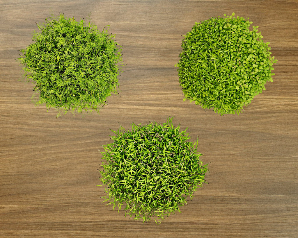 Herb Grow Kit