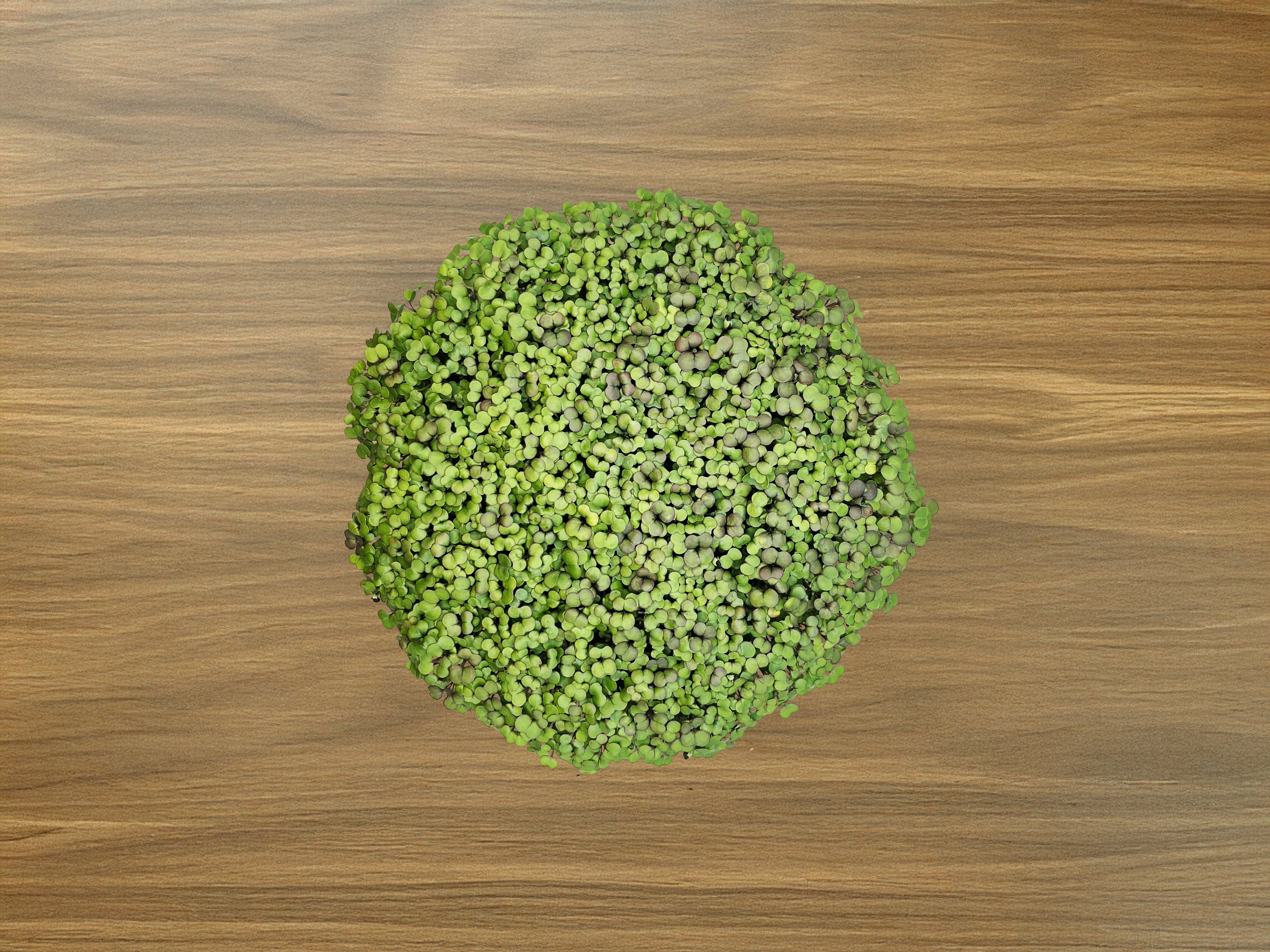 Salad Mix Grow Kit