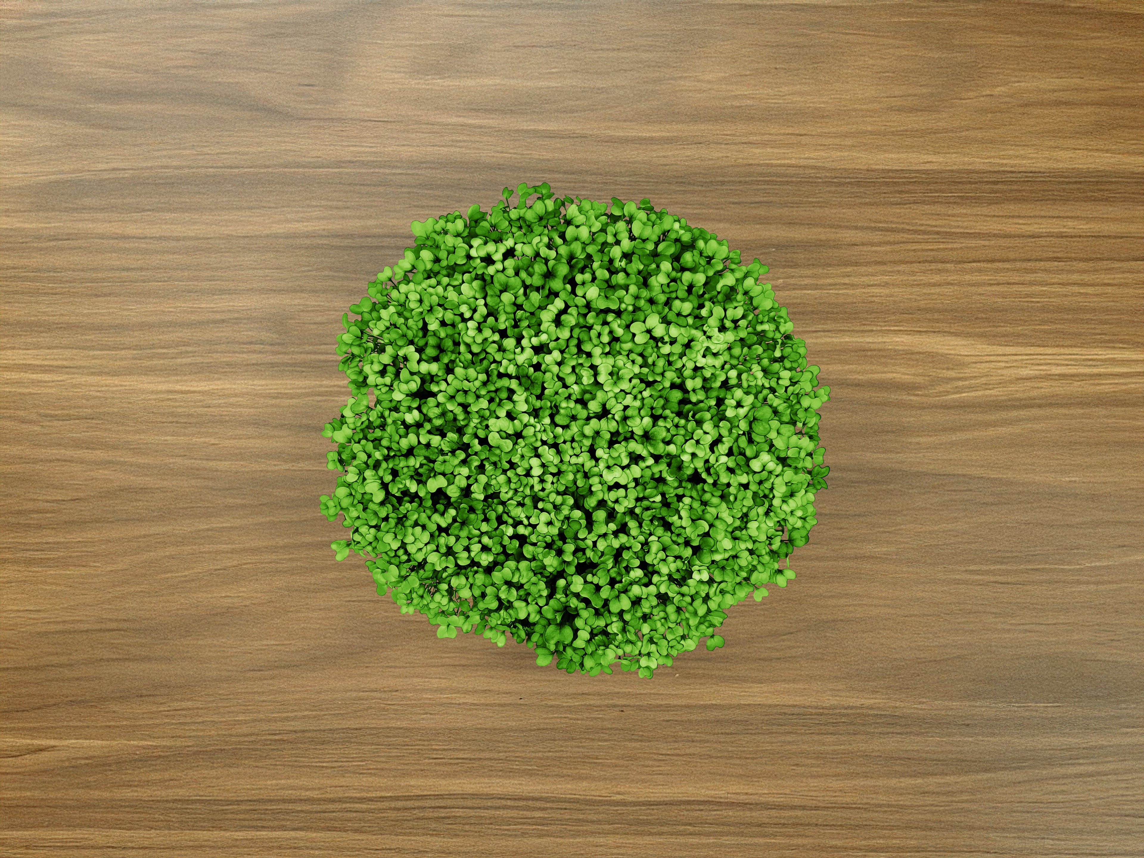 Salad Mix Grow Kit