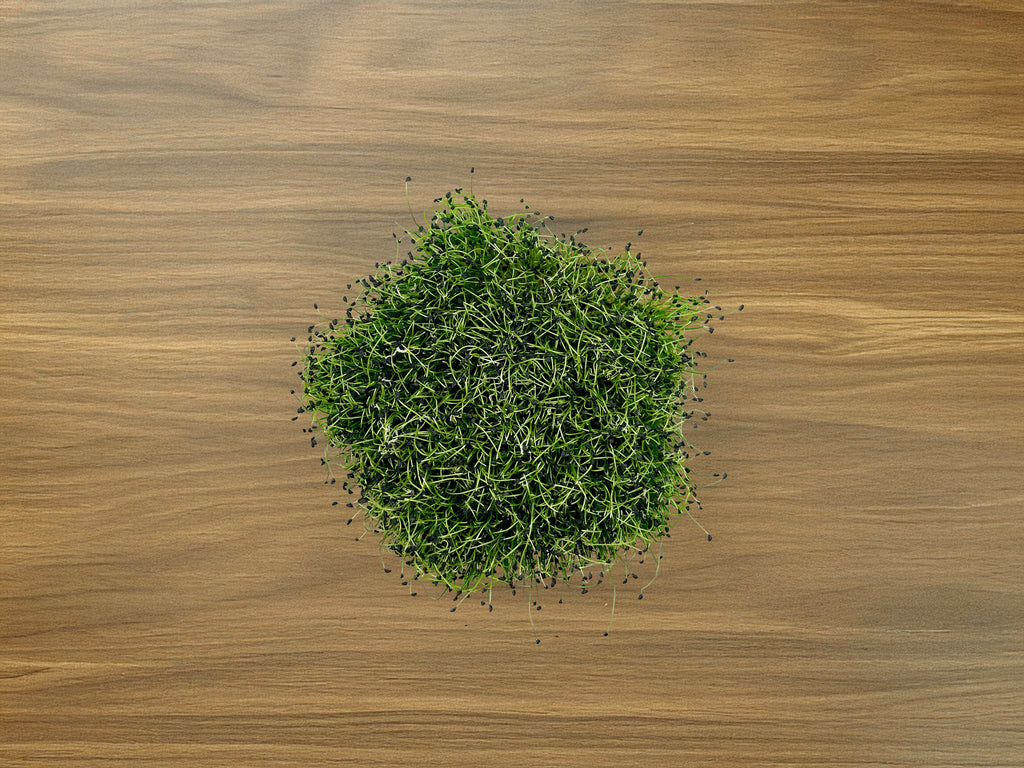 Microgreen Grow Kit