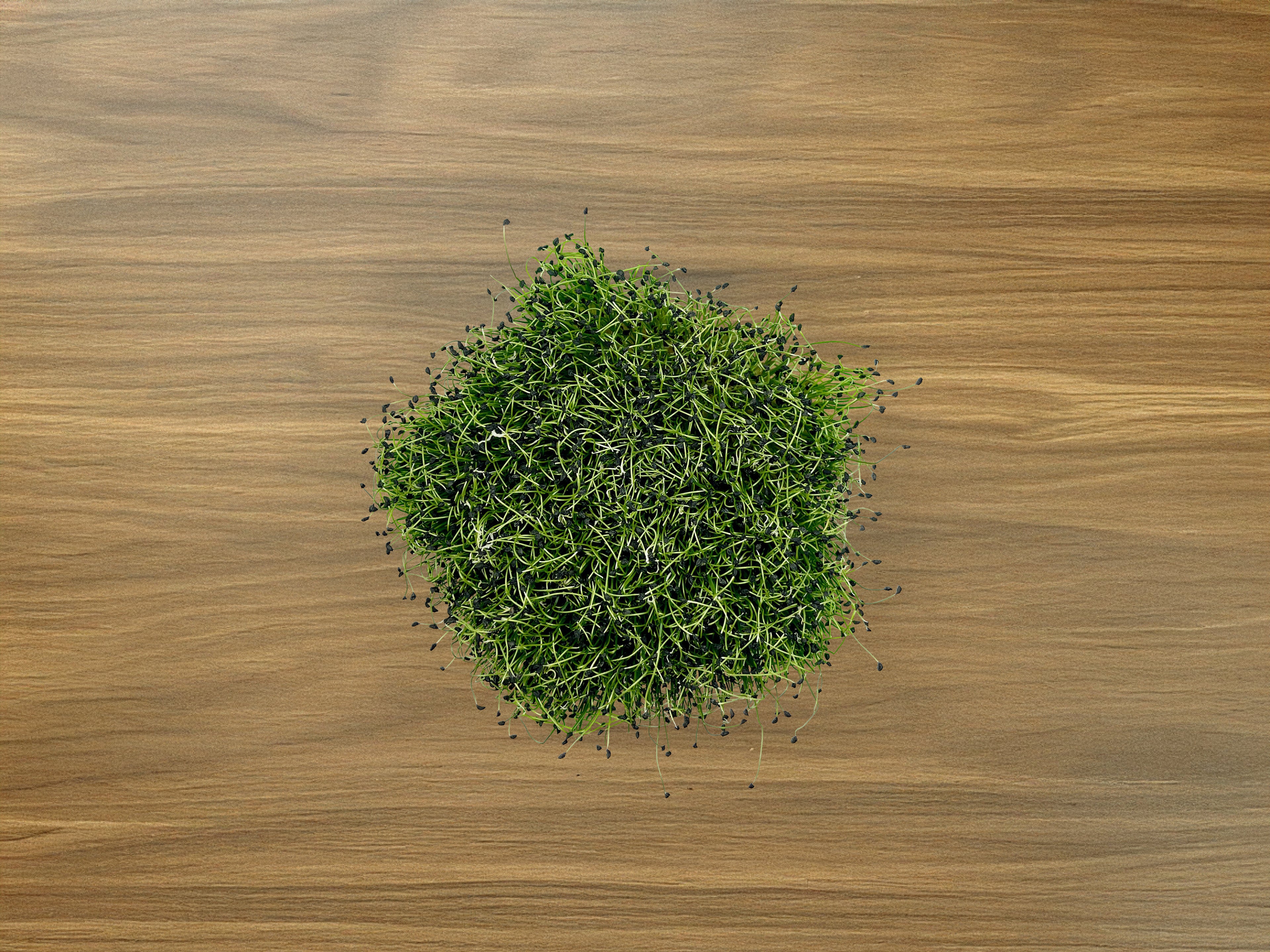 Microgreen Grow Kit