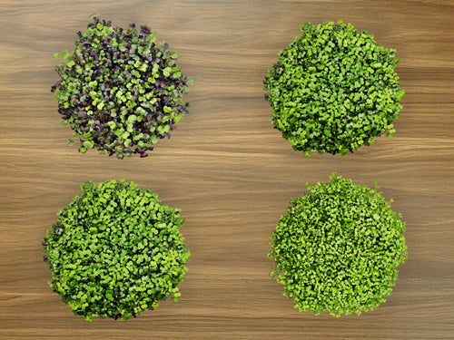 Microgreen Grow Kit