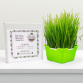 Pet Grass Grow Kit