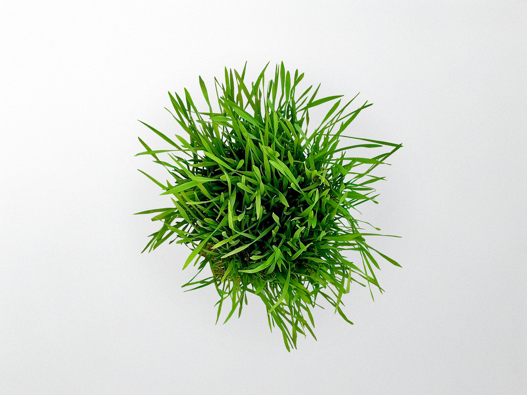 Pet Grass Grow Kit