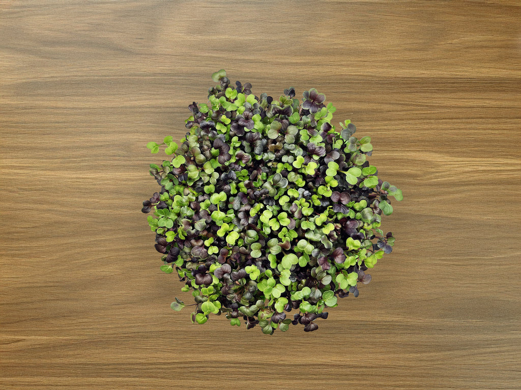 Microgreen Grow Kit