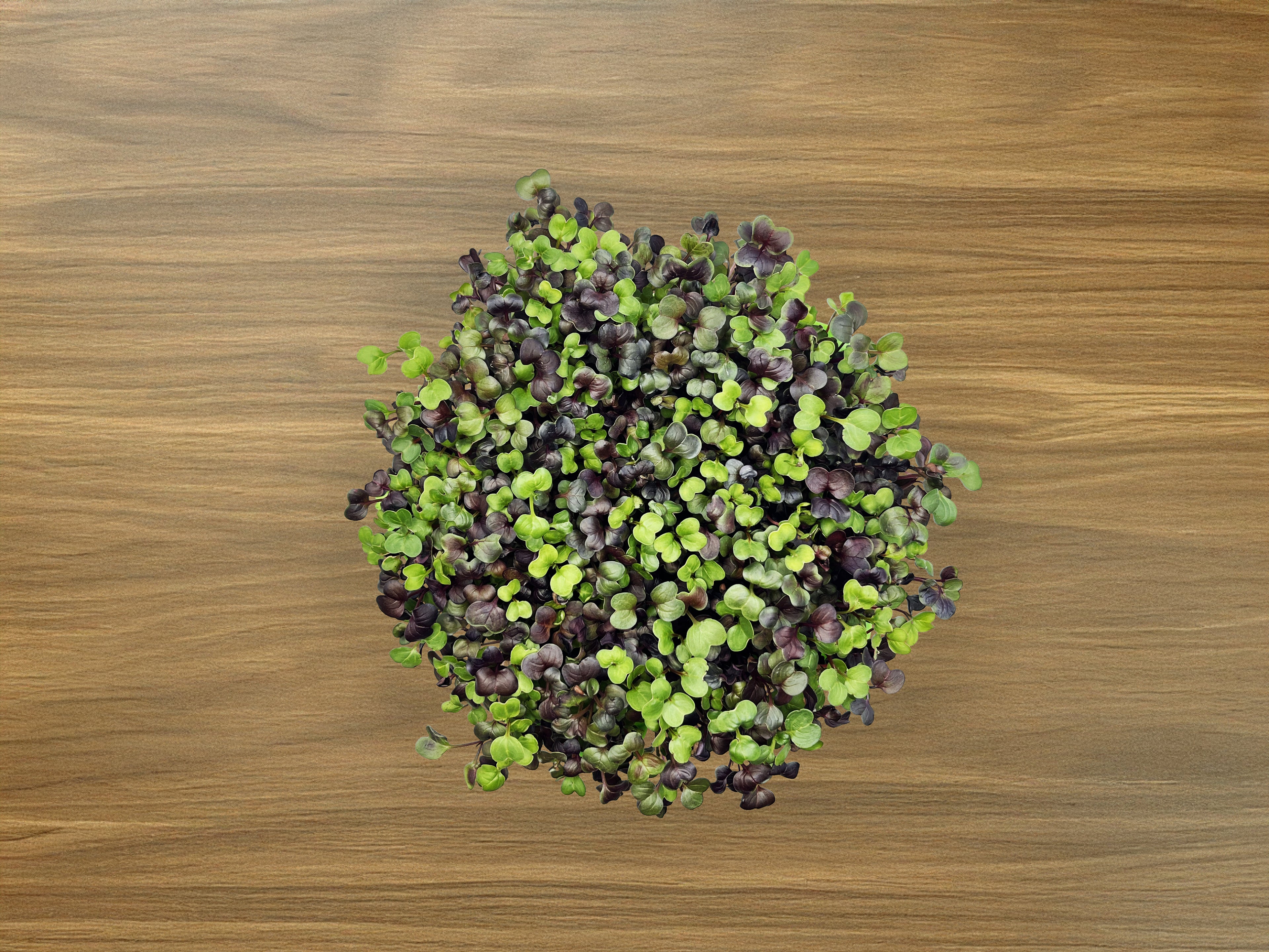 Microgreen Grow Kit