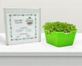 Salad Mix Grow Kit
