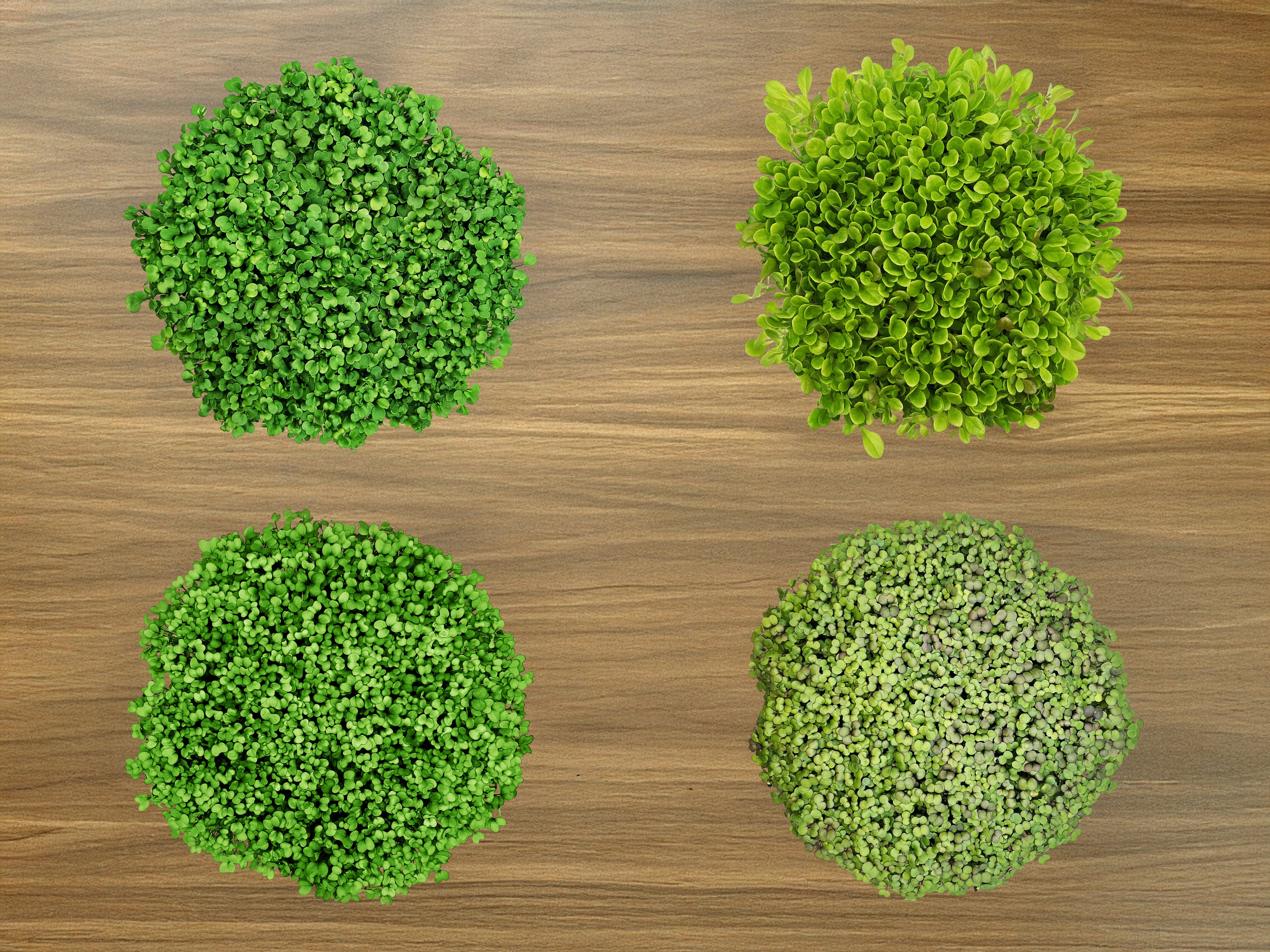 Salad Mix Grow Kit