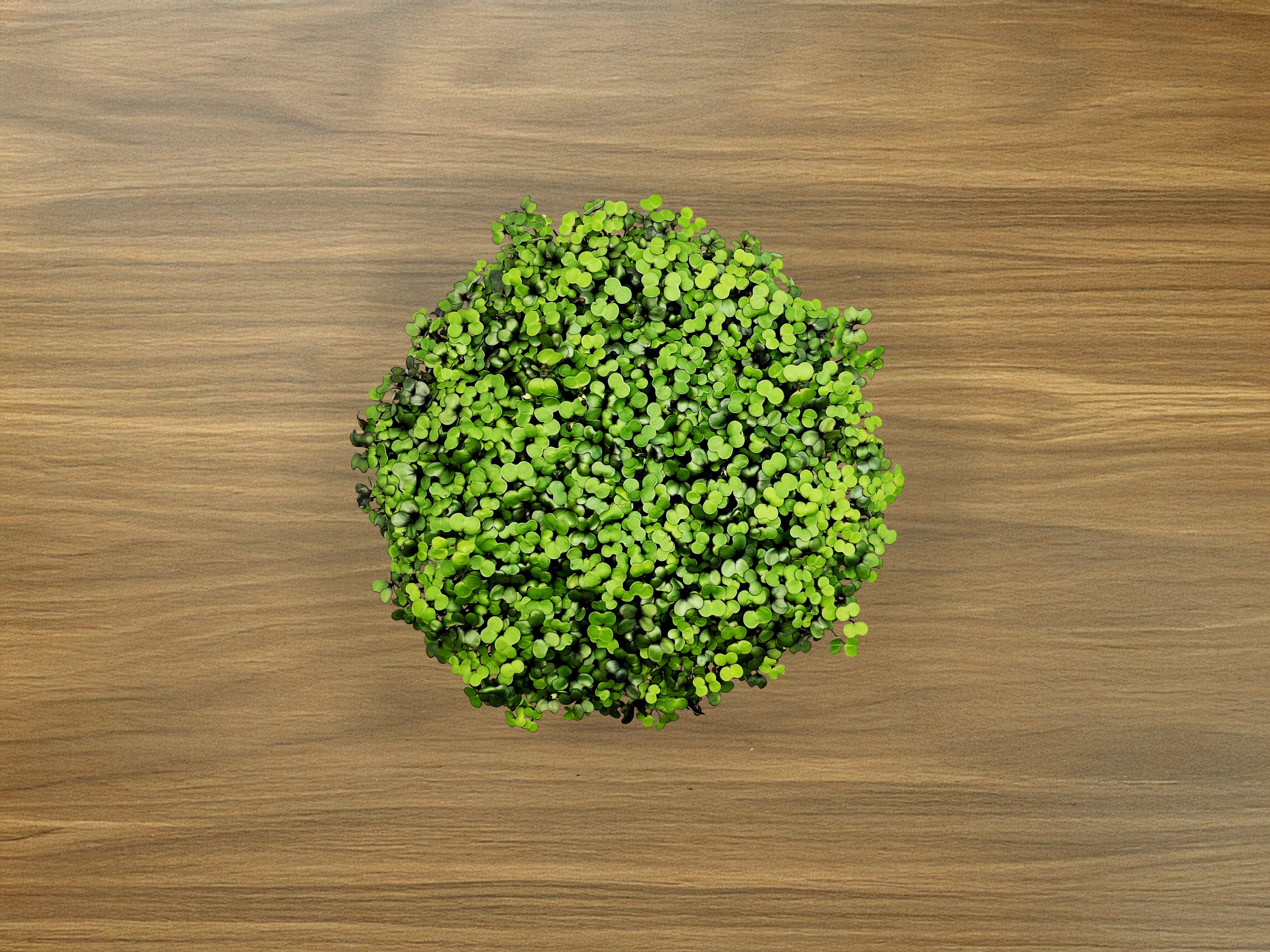Microgreen Grow Kit
