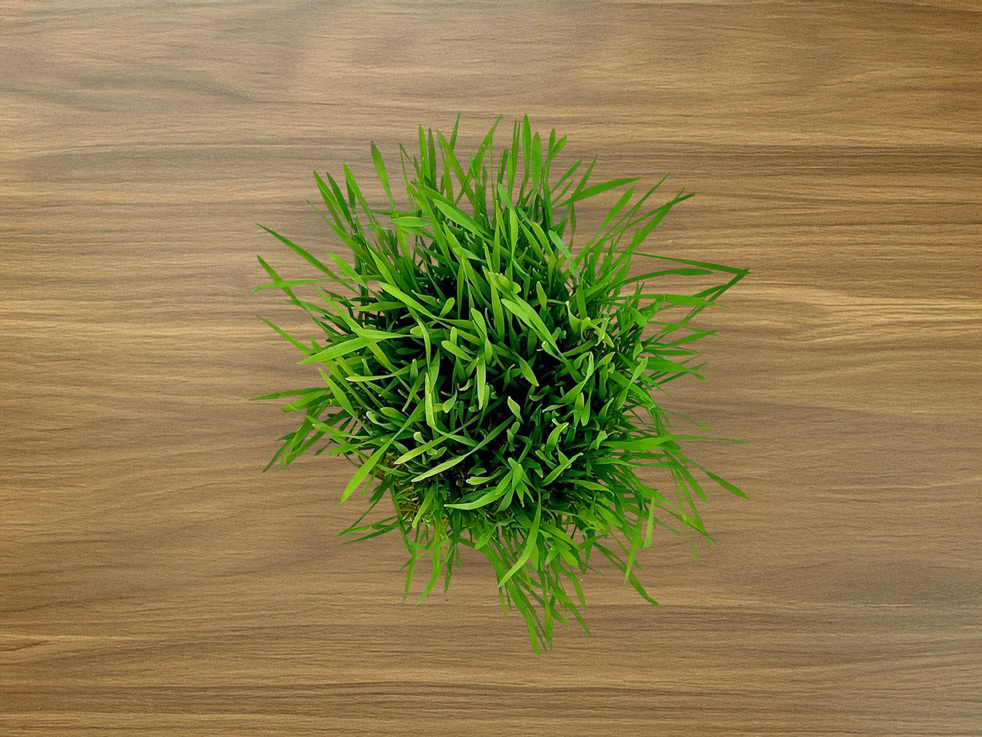 Pet Grass Grow Kit
